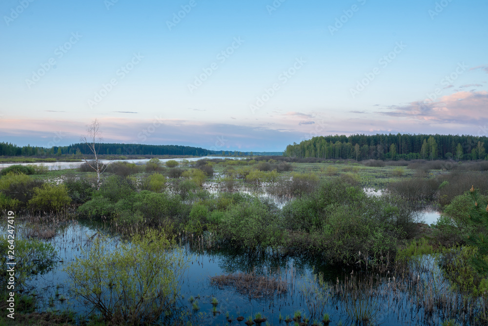 view of the swamp morning dawn