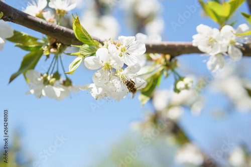 Frühling in Deutschland: Kirschblüte mit Insekten