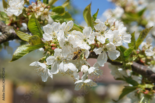 Frühling in Deutschland: Kirschblüte mit Insekten