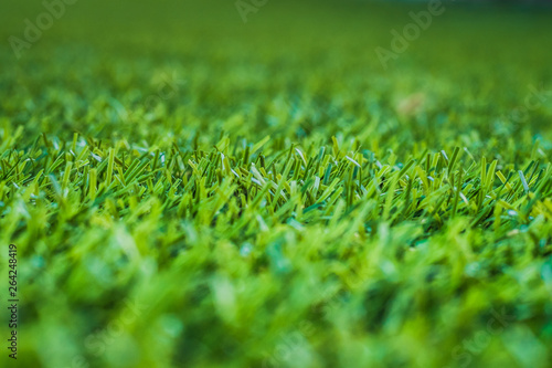 Green grass. background texture. fresh spring green grass.