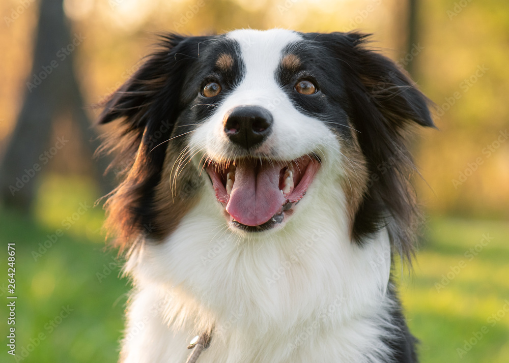 Close up portrait of adorable young Australian Shepherd dog during sunset at spring or summer park. Beautiful adult purebred Aussie outdoors in the nature.