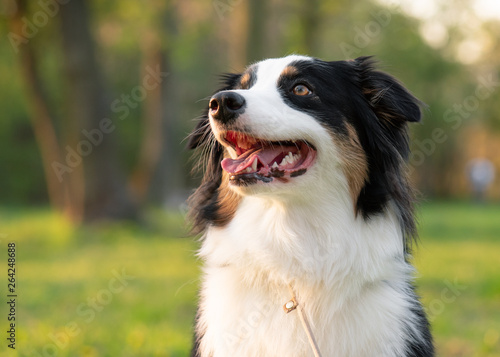 Fototapeta Naklejka Na Ścianę i Meble -  Close up portrait of adorable young Australian Shepherd dog during sunset at spring or summer park. Beautiful adult purebred Aussie outdoors in the nature.