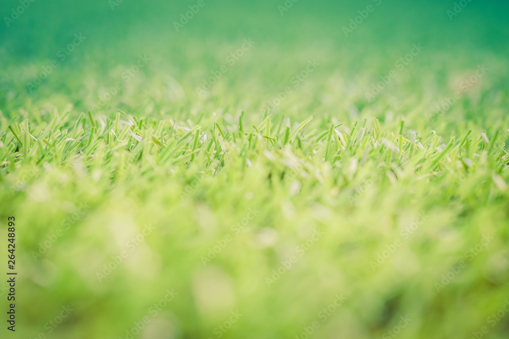 Green grass. background texture. fresh spring green grass. Green grass. background texture. fresh spring green grass.