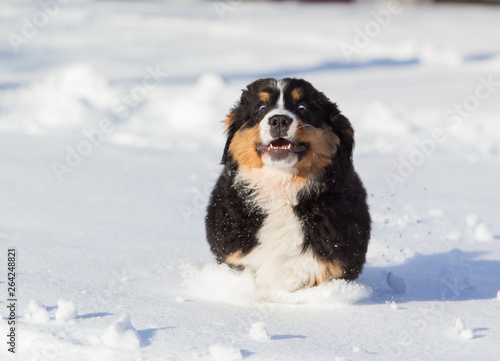 bernese mountain dog