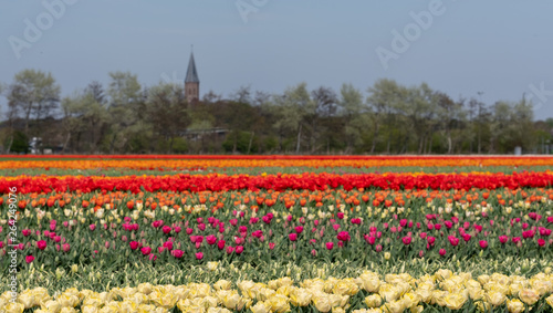 Colourful tulips growing in rows in a flower field near Lisse, South Holland, Netherlands. The colours give a striped effect.