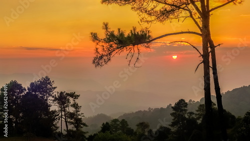 Panorama Silhouette Pine Tree Branches with colorful yellow and red sun light in the sky background  sunset at Huai Nam Dang National Park  Chiang Mai  Thailand.