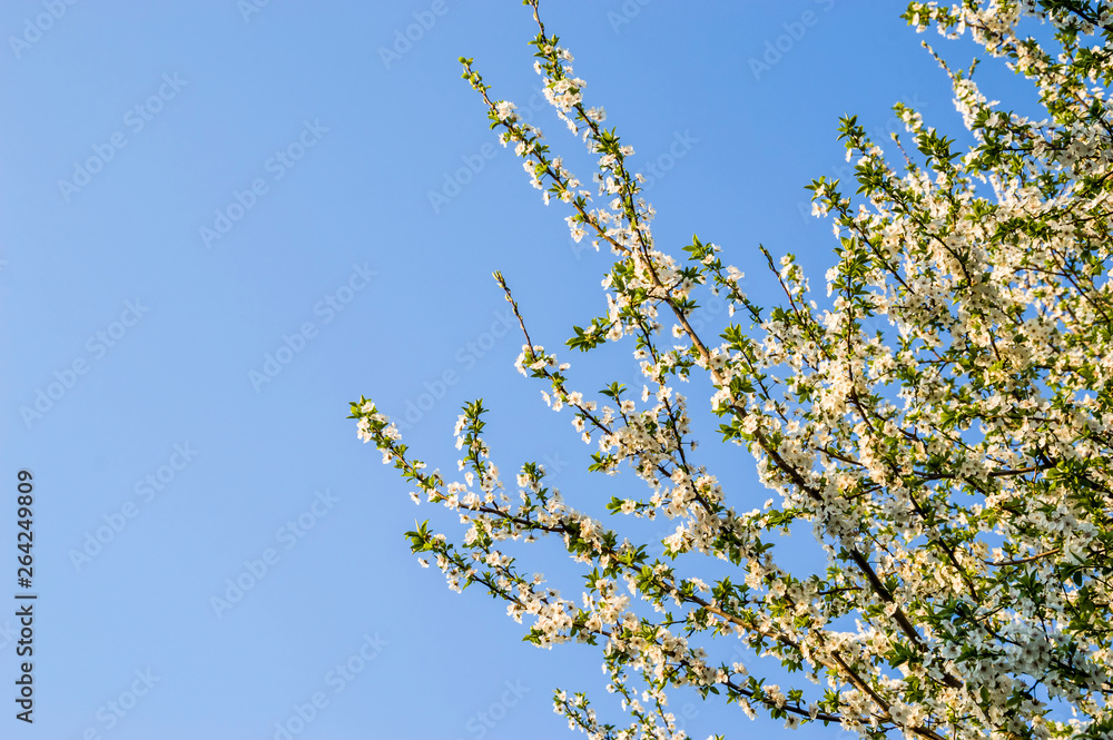 flowered plum tree against the sky