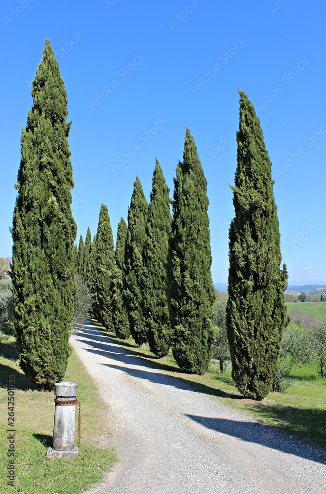 Italy, Tuscany: Typical street with cypresses.