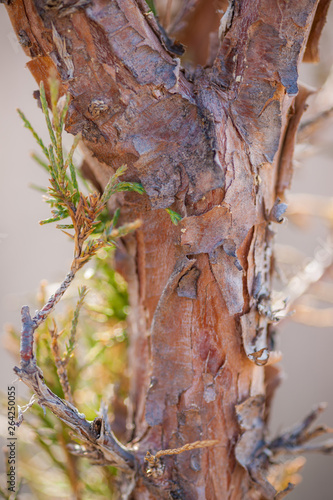Juniper Stem and Leaves