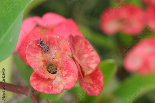 Red Flower A