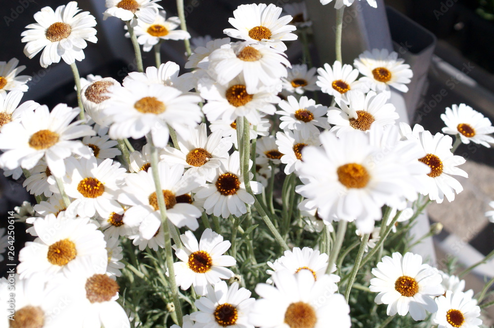 Fototapeta premium Wild chrysanthemum chamomile