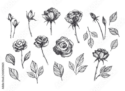 Hand drawn vector roses set. Hand sketched floral illustration
