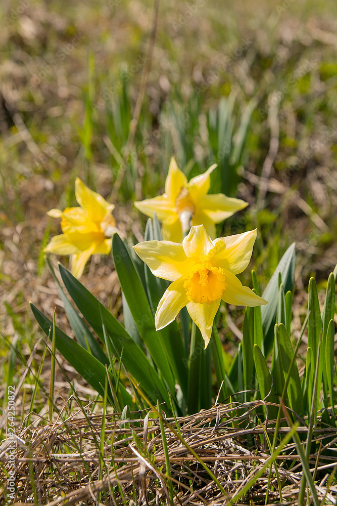 Daffodils (Narcissus jonquilla) on the meadow in sunny day