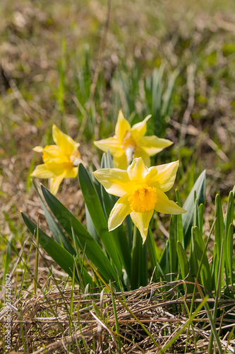 Obraz na płótnie Daffodils (Narcissus jonquilla) on the meadow in sunny day w salonie
