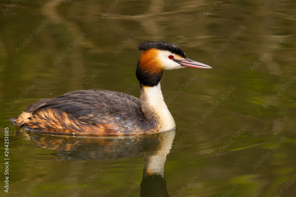 Great Crested Grebe (Podiceps cristatus). Taken at Cardiff Bay Nature Reserve, South Wales UK Great Crested Grebe (Podiceps cristatus). Taken at Cardiff Bay Nature Reserve, South Wales UK