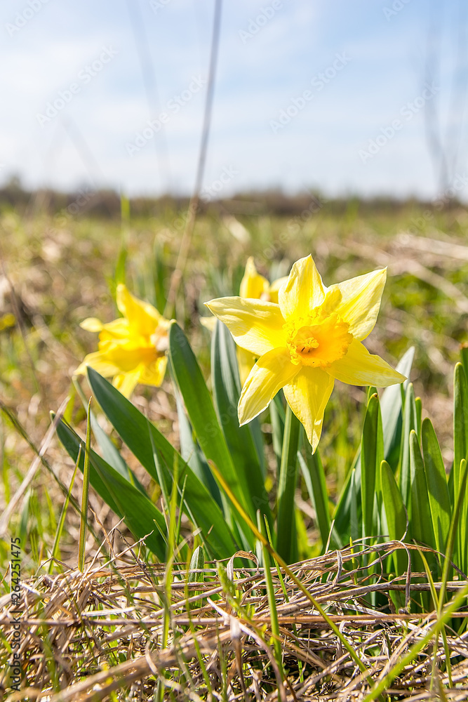 Daffodils (Narcissus jonquilla) on the meadow in sunny day