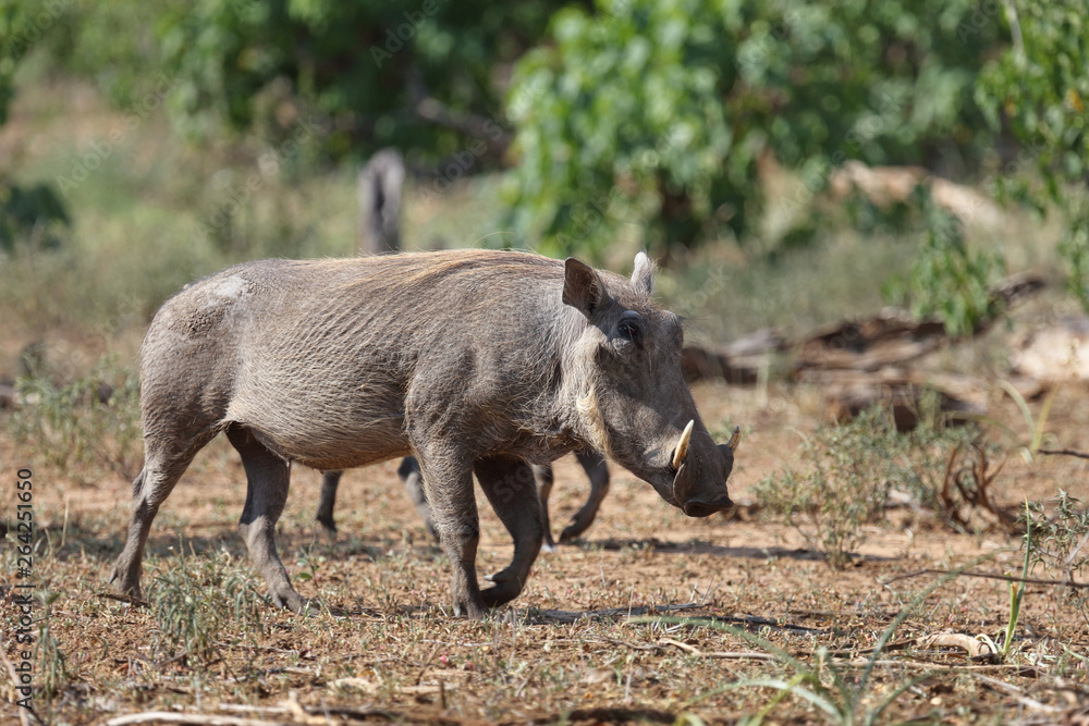 Warzenschwein / Warthog / Phacochoerus africanus Warzenschwein / Warthog / Phacochoerus africanus