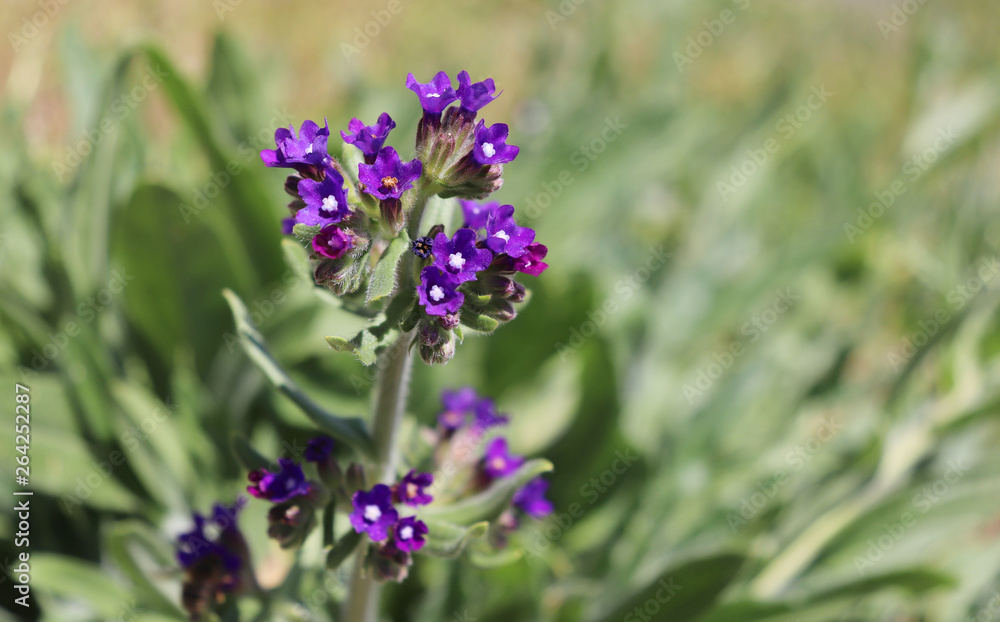 Anchusa officinalis, commonly known as the common bugloss or alkanet. Is a medicinal plant from the borage family.