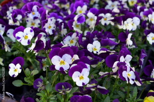 colorful Viola flower