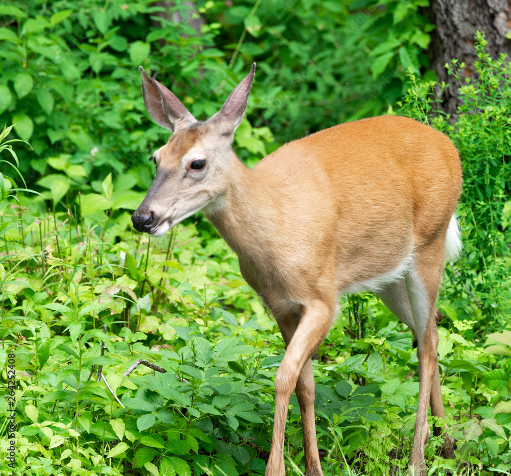Obraz premium deer in the forest