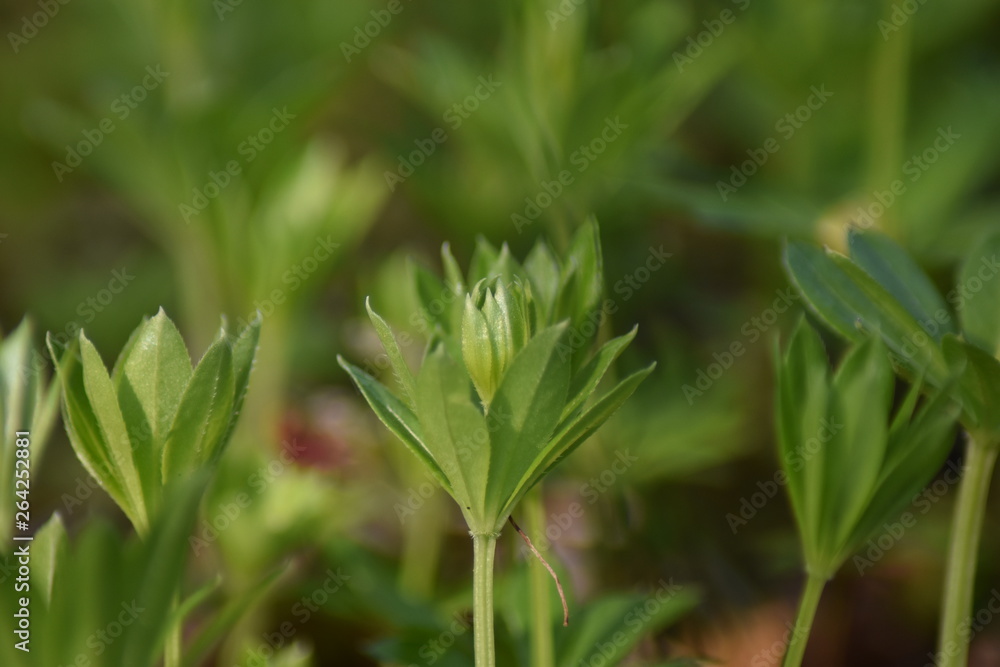 Waldmeister (Galium odoratum) Waldmeister (Galium odoratum)