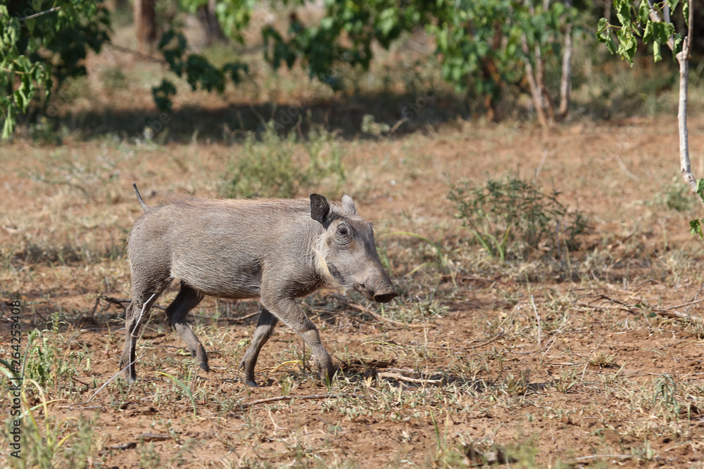 Warzenschwein / Warthog / Phacochoerus africanus Warzenschwein / Warthog / Phacochoerus africanus