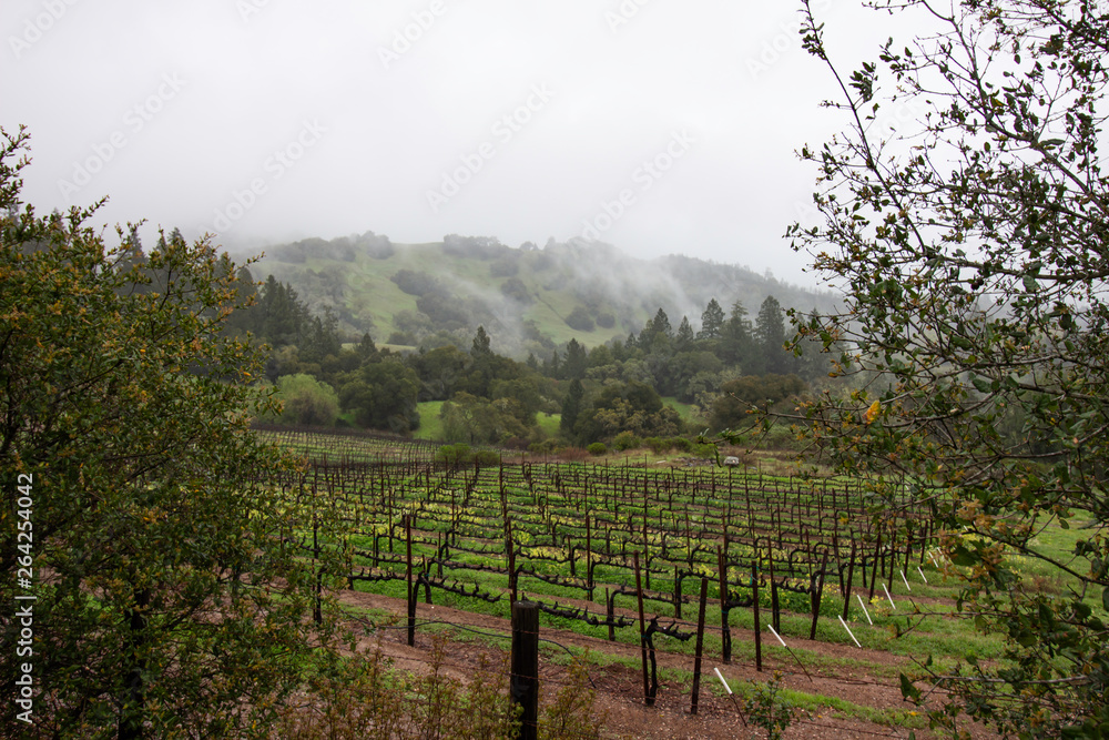 Vineyard by a Misty Mountain