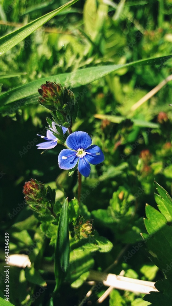 Obraz premium blue flower