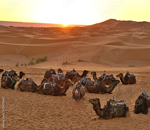 Sunrise in the Sahara Desert. A group of one-humped camels resting before the transition. © Boris