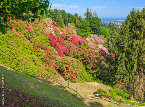 the valley of flowered rhodondendros in the  nature reserve of the Burcina park in Pollone/Biella/Piedmont/Italy/ The flowering of rhodondendros in may, is a  show of colors from white to lilac to red