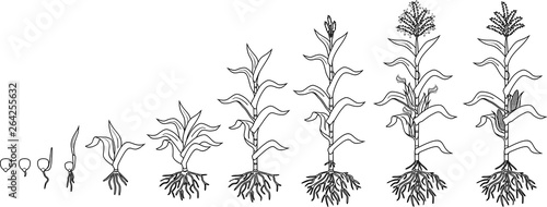 Coloring page with life cycle of corn (maize) plant. Growth stages from seeding to flowering and fruiting plant isolated on white background