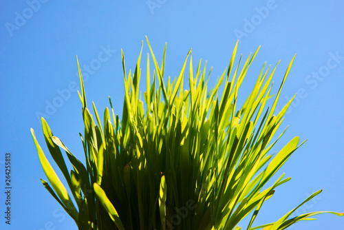 Close up of fresh green grass in sunny day with blue sky background. High selective focus. Shallow depth of field