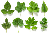 Set, collection of green leaves of different plants isolated on white background.