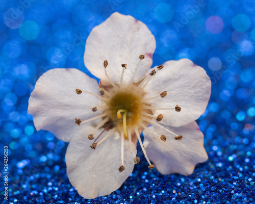 flowers on blue background
