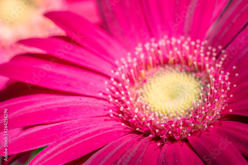 pink gerbera flower