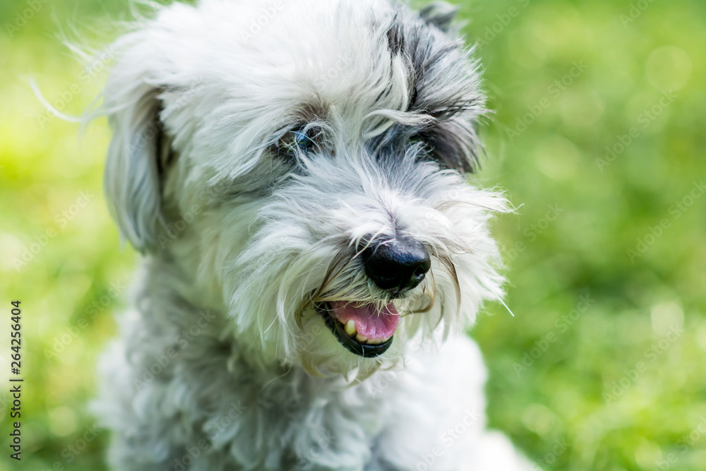 White Havanese Dog Sitting on a Green Grass in a Spring Park White Havanese Dog Sitting on a Green Grass in a Spring Park