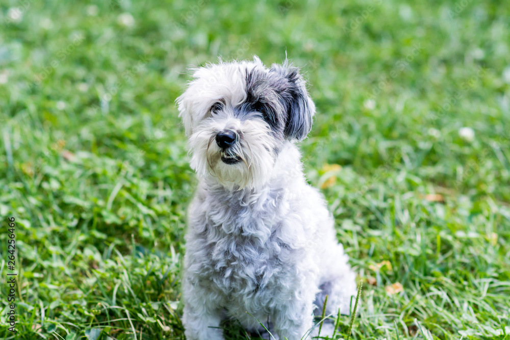 White Havanese Dog Sitting on a Green Grass in a Spring Park 