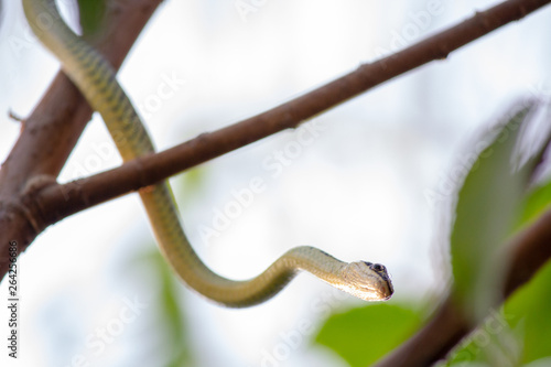 little snake on tree branch looking at the camera