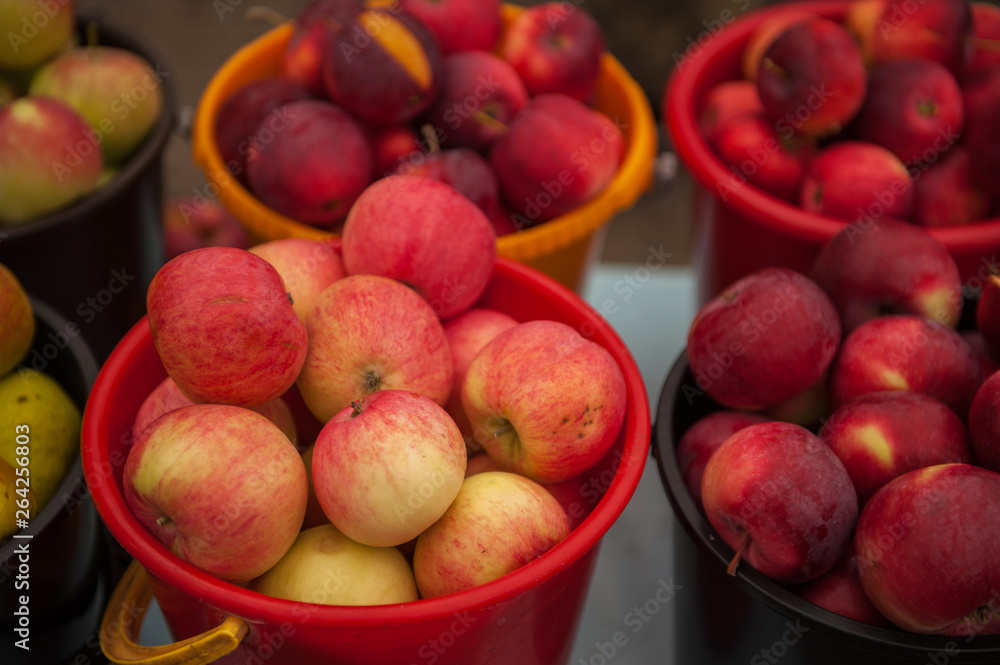 Red ripe apples in bucket. Freshly harvested homemade apple fruit Red ripe apples in bucket. Freshly harvested homemade apple fruit