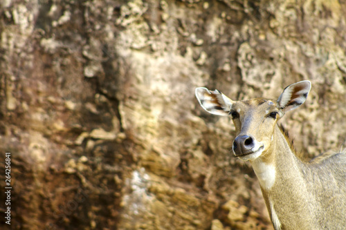 deer in the zoo