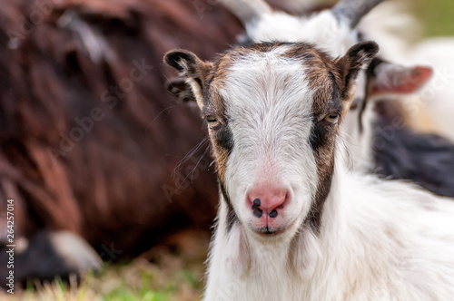 Portrait of a small young goat