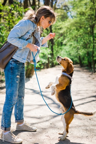 Bigle like dog on leash jumping to get reward - sweet titbit. photo