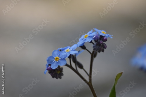 Wallpaper Mural Blühendes Vergissmeinnicht (Myosotis) Torontodigital.ca