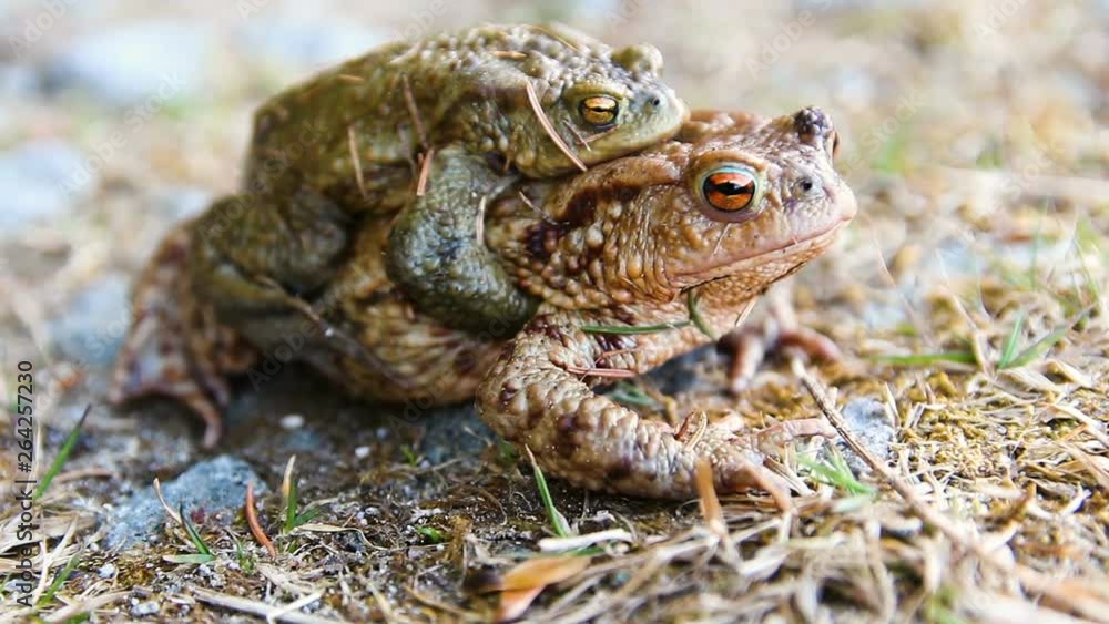 Two coupling frog on stone and grass, macro Two coupling frog on stone and grass, macro