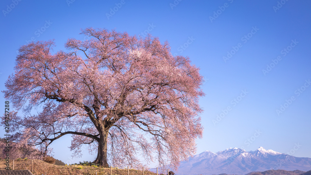 山梨県 わに塚の桜 富士山