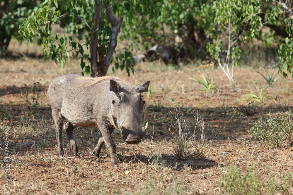 Warzenschwein / Warthog / Phacochoerus africanus Warzenschwein / Warthog / Phacochoerus africanus