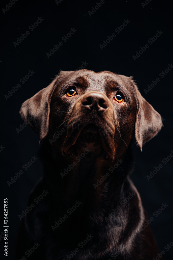 Portrait of a Black Labrador