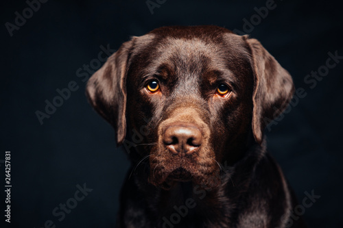 Portrait of a Black Labrador © bernardbodo