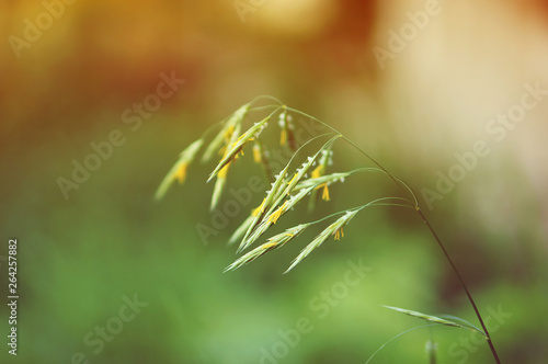 Ear of blooming grass on blurred backround © Marina