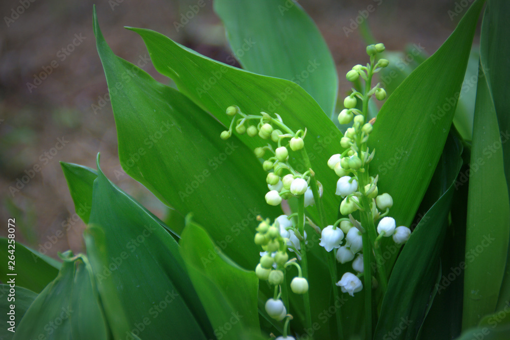 muguet en fleurs ,plante au jardin avec son feuillage muguet en fleurs ,plante au jardin avec son feuillage